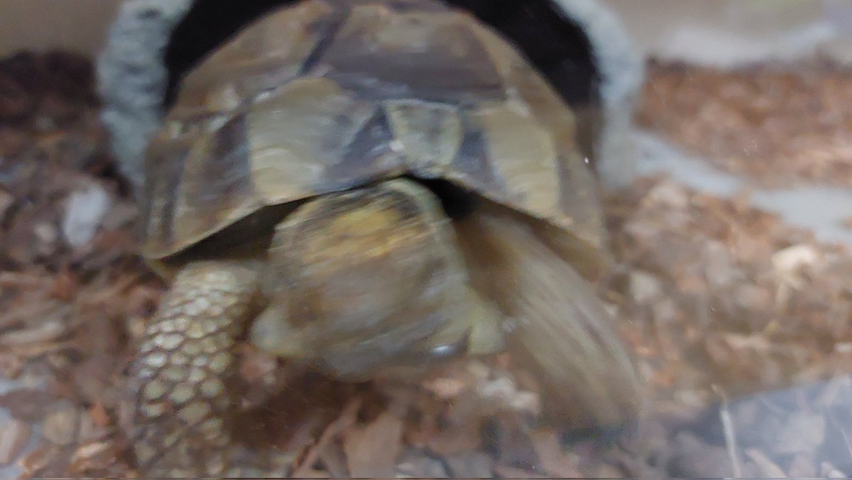 掃除したら起きちゃったカメ見て 