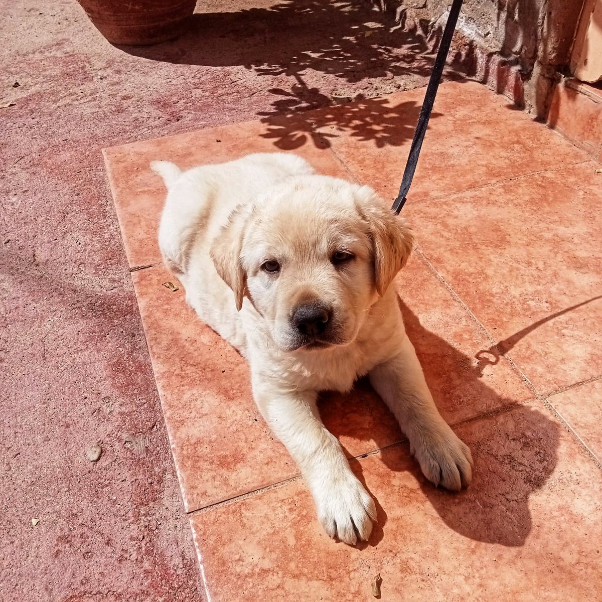 prkpets's tweet photo. Healthy &amp; Adorable Labrador Retriever Puppy 

#labradorretriever #DogsofTwittter https://t.co/aIYEQcVL8D
