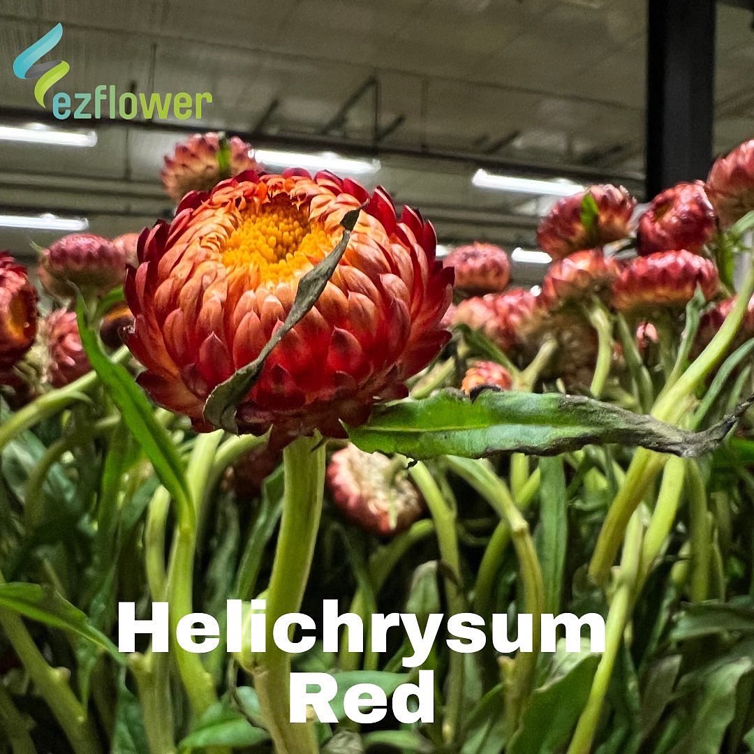 ez_flower's tweet photo. Who had a great morning? Me!! You know why? Take a wild guess…  #flowers #blooms #flowersfromholland #dutchflowers #ezflower #flowerwholesale https://t.co/z6O9NiSTyG