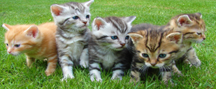 INTERNATIONAL ANIMAL RIGHTS DAY.
 Today is International Animal Rights Day. Every year we sadly see hundreds of pets abandoned after Christmas. This time of year, animal support organisations need donations more than ever. Why not create a campaign to help them out?