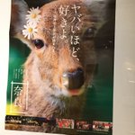 ツイートに含まれる画像