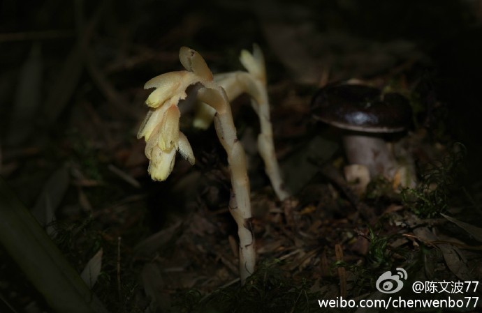 Wenbo77's tweet photo. #Pinesap/#松下兰（#Monotropa hypopitys）. It's a myco-heterotroph, which parasites upon fungi while the fungi form a mycorrhiza with nearby trees. In other words, this plant is an indirect parasite of nearby trees. (Mt. Hehuan, Taiwan) 
#floraoftaiwan #台湾植物 #ericaceae #锡杖兰 https://t.co/q46O2wQCFe
