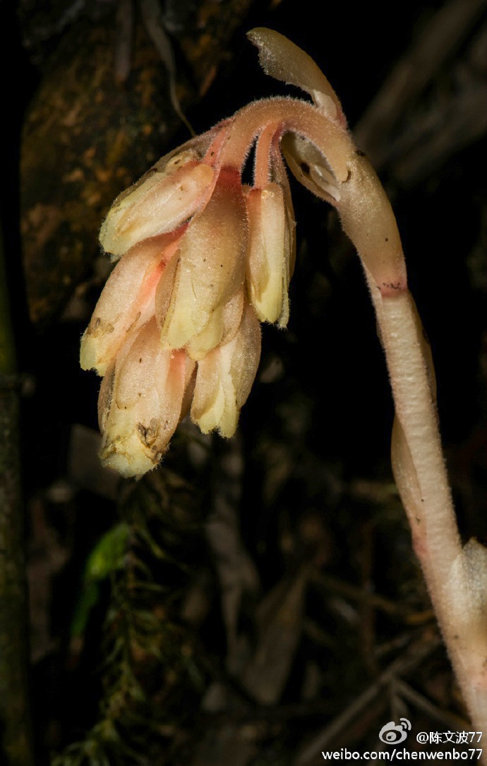 Wenbo77's tweet photo. #Pinesap/#松下兰（#Monotropa hypopitys）. It's a myco-heterotroph, which parasites upon fungi while the fungi form a mycorrhiza with nearby trees. In other words, this plant is an indirect parasite of nearby trees. (Mt. Hehuan, Taiwan) 
#floraoftaiwan #台湾植物 #ericaceae #锡杖兰 https://t.co/q46O2wQCFe