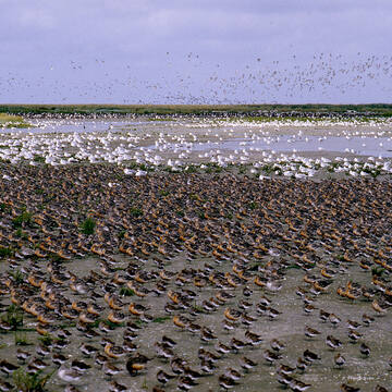 UltiLeaf's tweet photo. The productivity of biomass in the Wadden Sea is one of the highest in the world, most significantly demonstrated in the numbers of fish, shellfish &amp; birds supported by the property.

#PromoteHeritage  as daily action in our shared responsibility on the planet in all you do https://t.co/68i118Fadc