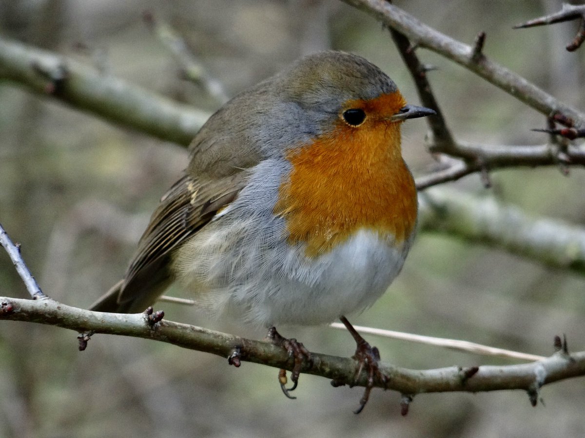 Bob Glaister tweet media