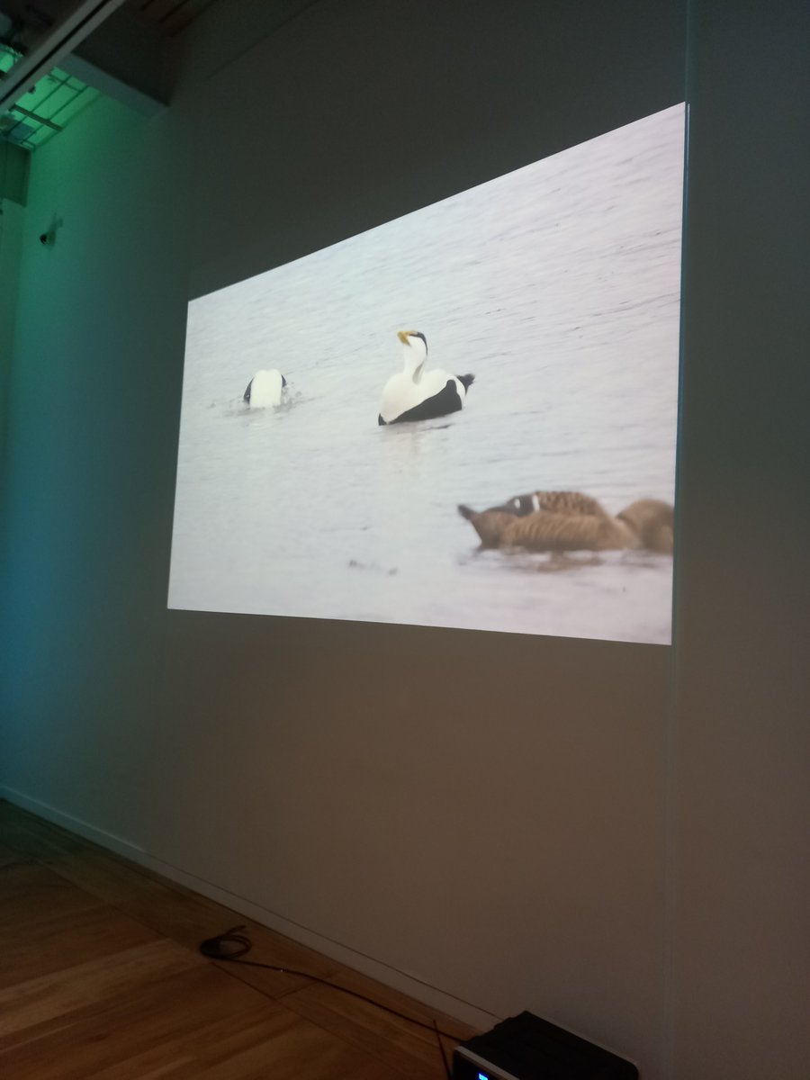 xbordercurrents's tweet photo. Great time spent at the @ERICNorthEast Wildlife Recorders Conference this Saturday. Great talks and plenty of opportunities to catch up with faces both old and new. They even played our #EiderAware film over lunch https://t.co/0jGQ9mENLi