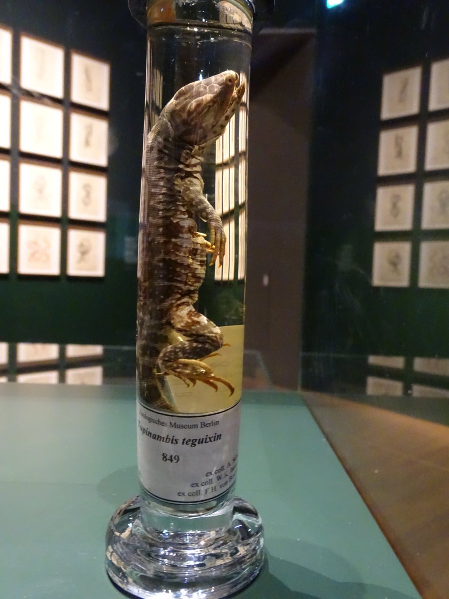 JackDAshby's tweet photo. Among them are the very specimens that Seba depicted in the 1730s in his influential "Treasury of Nature" this Tegu lizard (bottom right of print) was probably collected by the Dutch West India Company, and the python is directed to show a bird in its stomach. #MuseumNerdsAbroad https://t.co/roTtN0We29