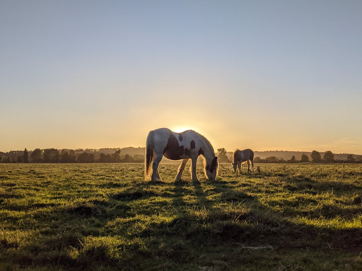 Yannik Schälte tweet media