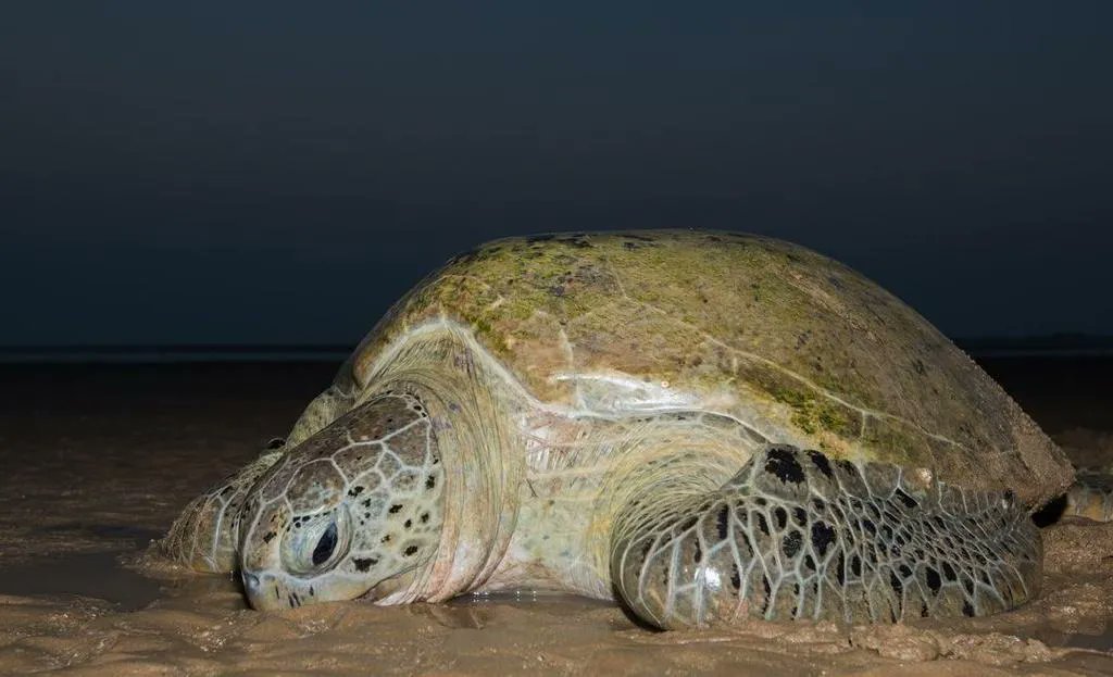 SenyarTeam's tweet photo. Turtles need protection and a suitable environment on the Kuwaiti islands so they can climb onto the islands and lay their eggs in peace. Senyar Diving Team appeals to island-visitors not to leave trash or stir up the soil, in order to help turtles find good breeding grounds. https://t.co/9qUoODgjPg