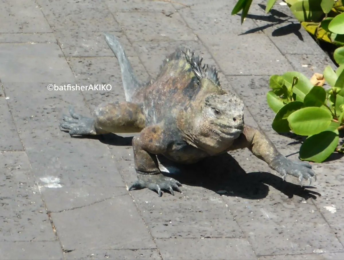 Tweets With Replies By バットフィッシャーアキコ 著書 バットフィッシュ 世界一のなぞカワくん ガラパゴスの秘魚 Batfisherakiko Twitter