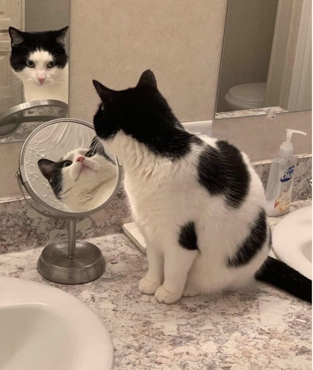 chaotic cats tweet media