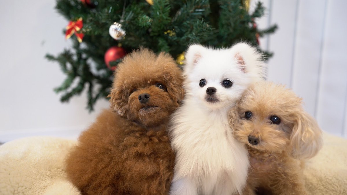 pyonsukeponta's tweet photo. 本日クリスマスツーを出しました🥰💕💕#クリスマス　#いぬ　#ポメラニアン　#プードル　#サンタ　さんくるかな？　#いい子　＃かわいい　＃ワンちゃん https://t.co/HAbPwMX6MJ