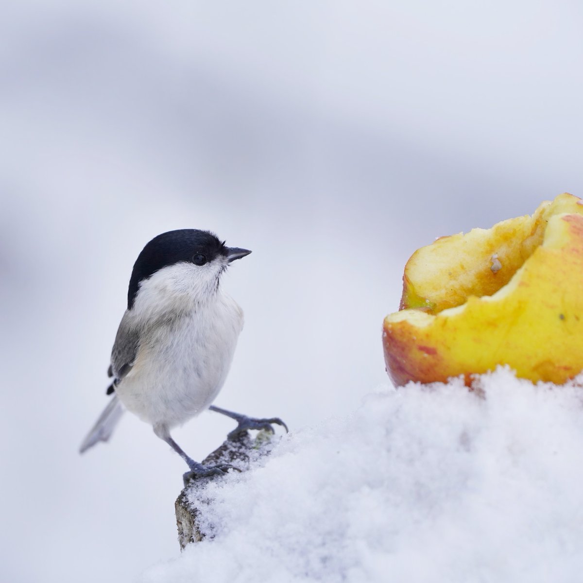 Misschien voer je de vogels nu de nachten kouder worden? Fijn! Hier wat tips om ze gezónd te voeren: vogelbescherming.nl/actueel/berich… 😊🙏