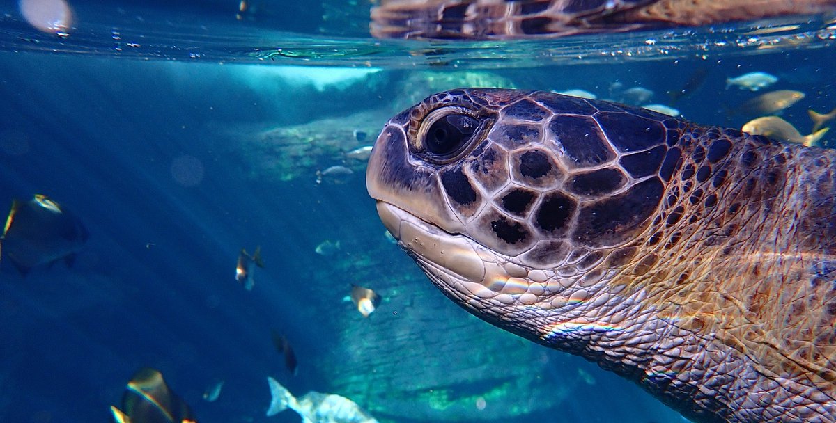 2OceansAquarium's tweet photo. When Bob returns to the ocean, we will no longer be able to protect him from the human-made hazards that resulted in his need for rehabilitation - so, it is up to all of us to make a difference. We need to protect Bob's home. 🐢 #TheFlipperEffect #ProtectBobsHome https://t.co/BHhe45pnrE