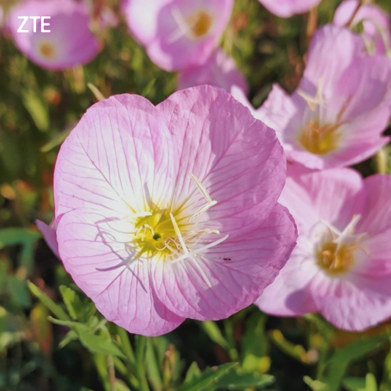ZTEDevice's tweet photo. Which one was shot on #Axon40Pro?
1 or 2?
#zte #axonseries #smartphone
@ShotOnZTE by Javier Barba https://t.co/UtyVkhqTPL