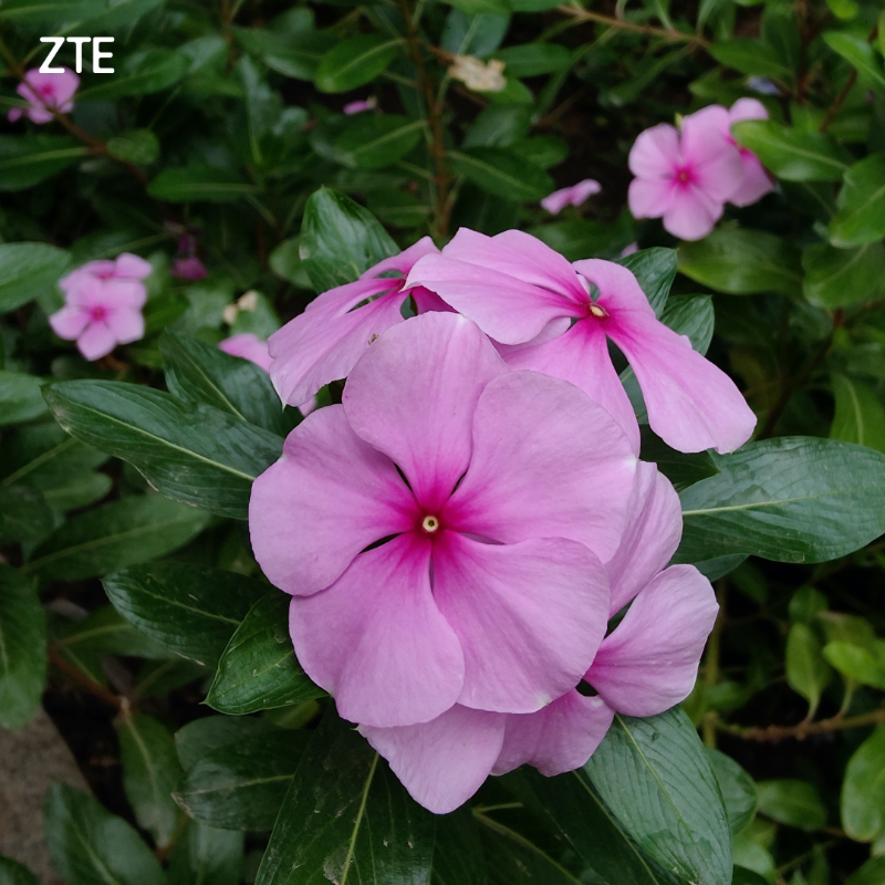 ZTEDevice's tweet photo. Which one was shot on #Axon40Pro?
1 or 2?
#zte #axonseries #smartphone
@ShotOnZTE by Javier Barba https://t.co/UtyVkhqTPL