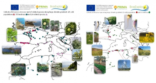 First results of <a href="/BrasExplor/">BrasExplor</a>: to identify genetic determinants to climatic constraints, we collected #Brassica rapa and B. oleracea populations along a large climatic gradient in six countries around the #Mediterranean region

<a href="/PrimaProgram/">PRIMA Program Mediterranean Partnership 🇪🇺</a> 

▶️www6.inrae.fr/brasexplor/Hom…