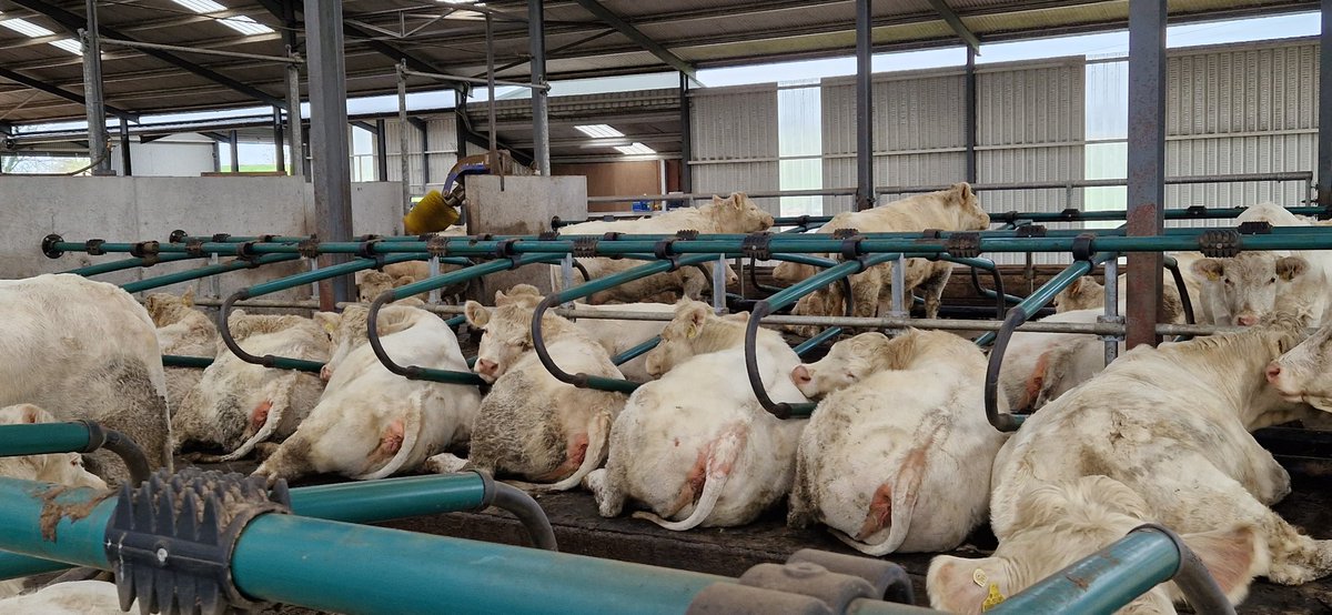 Peas in a pod <a href="/EASYFIXOfficial/">EASYFIX</a>