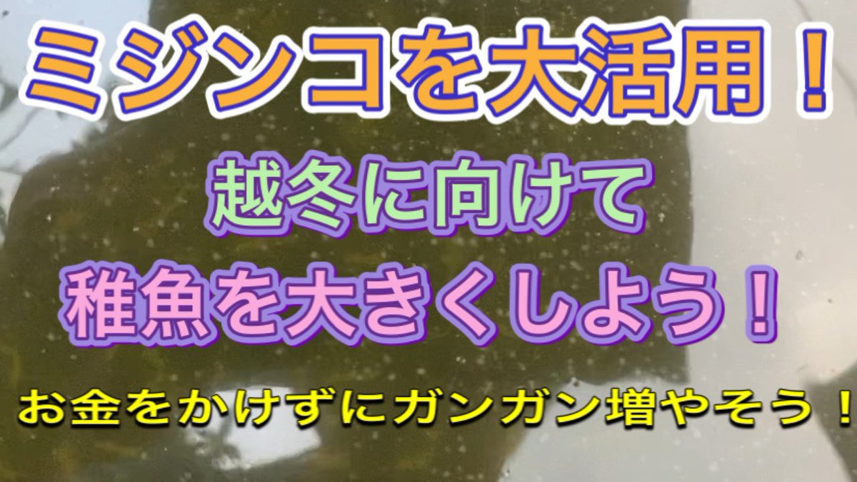 pentachan2's tweet photo. ミジンコの培養について是非ご覧ください🥺🤟🏀

【メダカ飼育】越冬に向けてミジンコを活用しよう‼この時期におすすめしたいミジンコ培養方法‼【初心者】
https://t.co/6GSWacaWQw

#メダカ https://t.co/eolFkrEmT0