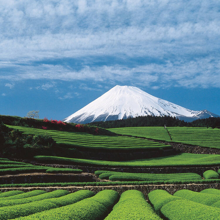 UltiLeaf's tweet photo. Looking for inspiration this week,

we're on pilgrimage to artistic landscape, join before today's #FIFAWorldCup  matches

Fujisan #WorldHeritage in #Japan 🇯🇵 is a beauty of the solitary ; https://t.co/Jf91WAqx4E

#WorldHeritageOf32AtQatar #PromoteHeritage
@DelUnescoJapan https://t.co/fyUPBFhUwP