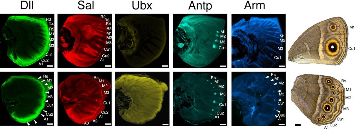 Dev_journal's tweet photo. Ultrabithorax modifies a regulatory network of genes essential for butterfly eyespot development in a wing sector-specific manner

A Research Article from Yuji Matsuoka @polycomb and Antónia Monteiro @MonteiroLab @NUSingapore

https://t.co/ddDuMGo2Fu https://t.co/l1zCE1nEMe