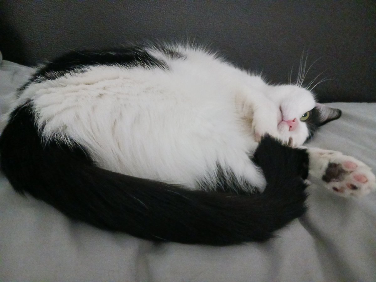 LookAPotatoCat's tweet photo. Mini Moo greets us all with her morning BEANS! https://t.co/BIJ5dPwJNI