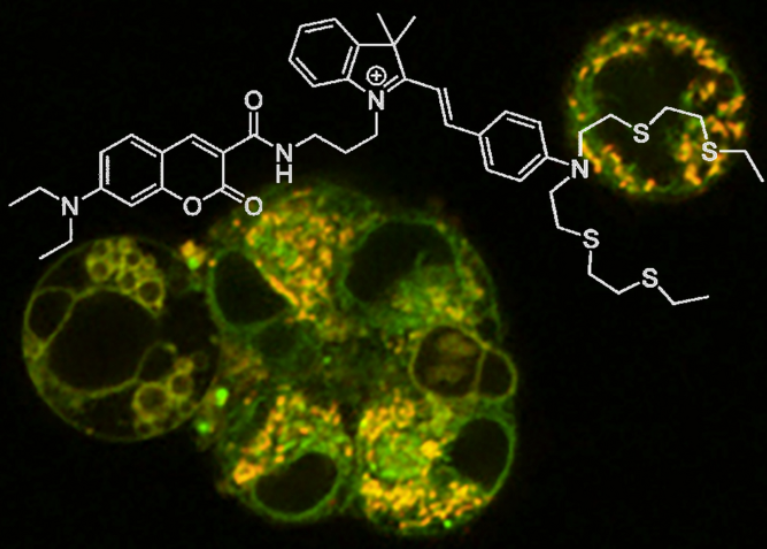 New results on the interplay of copper homeostasis and Pt chemotherapeutics by <a href="/newgroupchem/">The New Group</a> on ovarian cancer cells. AAS and Cu imaging show clear differences between Pt-sensitive and Pt-resistant cancer cells in Cu trafficking
<a href="/lizjnew/">Liz New</a> <a href="/SydneyChemistry/">Sydney Chemistry</a> 
doi.org/10.1007/s00775…