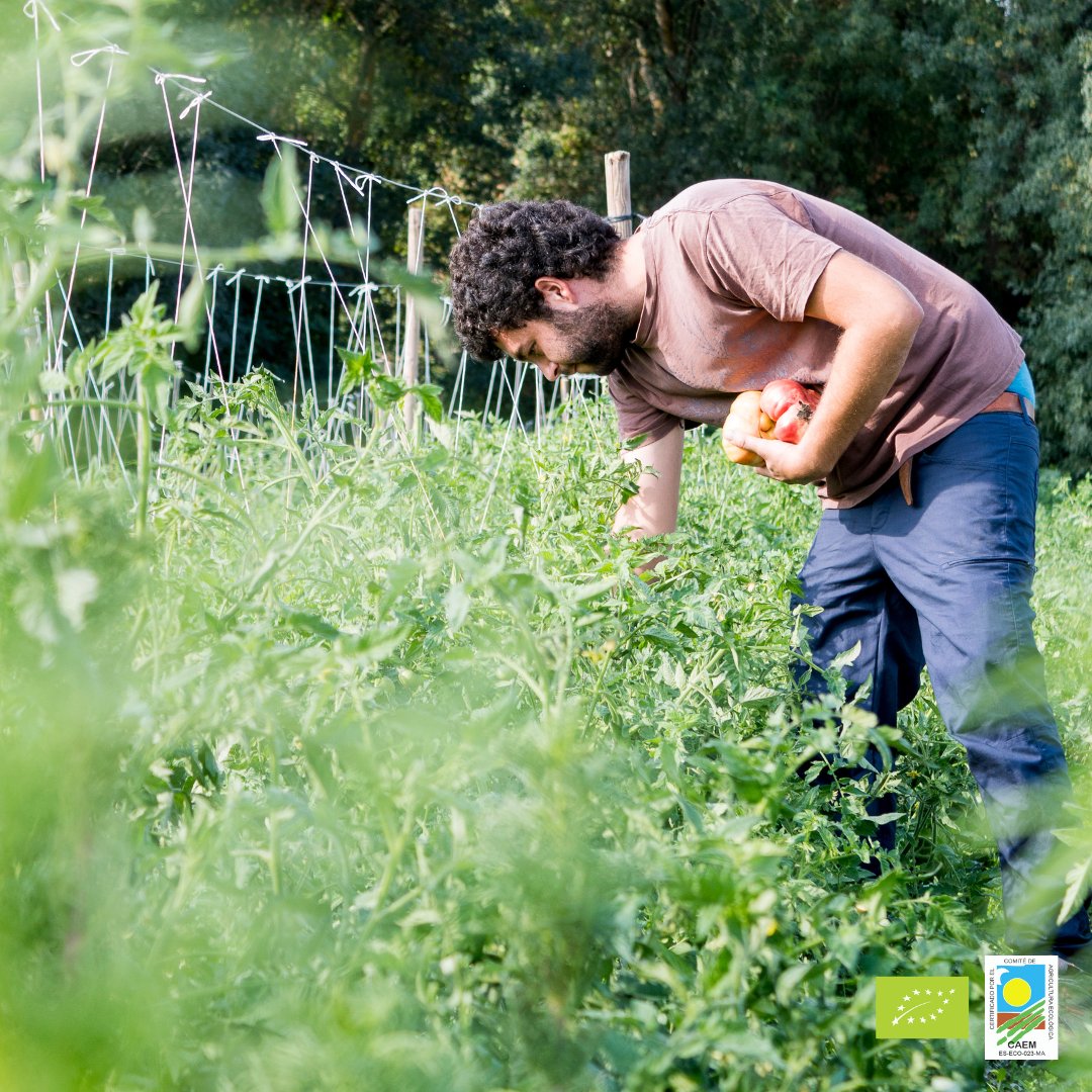 CaemMadrid's tweet photo. 🌾 Hay cosas que son mucho más que un alimento, son una forma de vida.
Nuestros operadores alimentan personas, no mercados.
➡️ https://t.co/Lv5X74OLGF
#ProducciónEcológica #Ecolover. https://t.co/J3j3J9fnLP