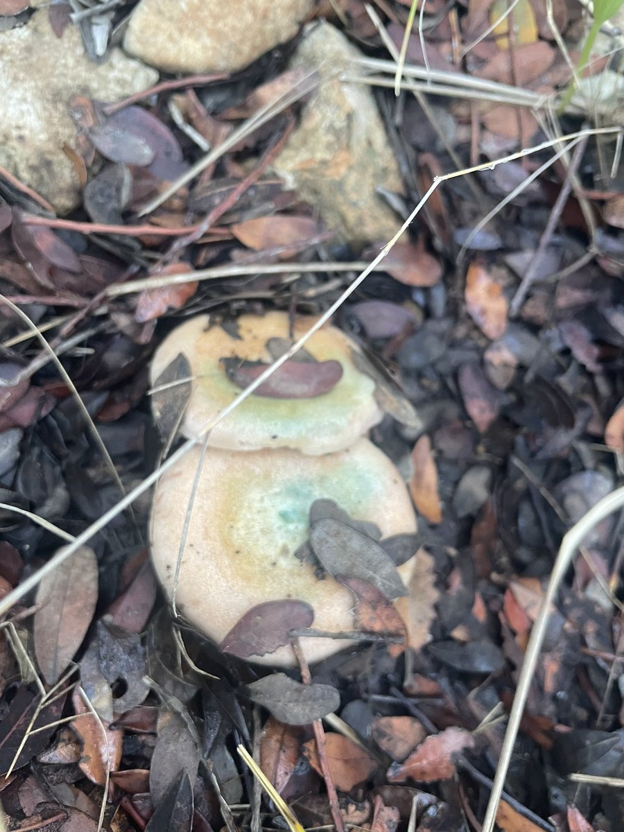 JAUMETUGORES73's tweet photo. #escapdella #capdella 🍄 https://t.co/paojR7UZxq