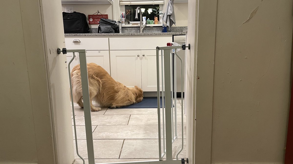 PghGoldens's tweet image. When I become president, I will publicly announce this country’s first-ever #NoCrumbsLeftBehind initiative. It’s time.

#DogsOfTwitter #GoldenRetrievers
