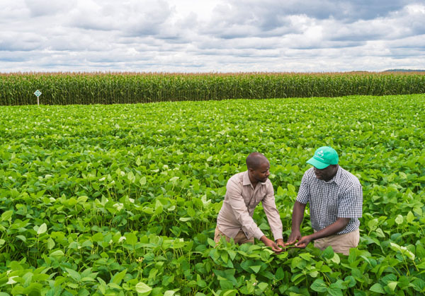 Free Soyabean Training This Week!

To participate, send a WhatsApp message to +263 788 263 444. Don't miss it out!

#agribusinesstalk