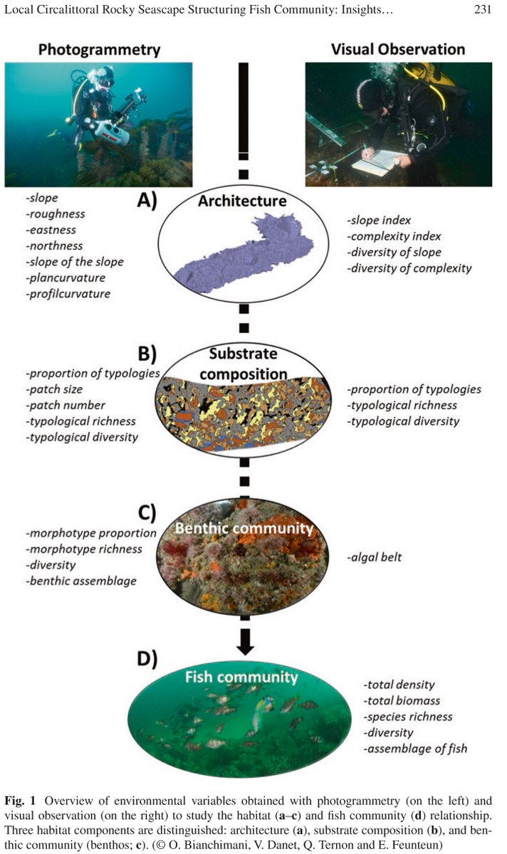 ✅ NOUVELLE PUBLICATION ✅
Local Circalittoral Rocky Seascape Structuring Fish Community: Insights from a Photogrammetric Approach, par Qunetin Ternon et al. 
link.springer.com/chapter/10.100…

#seascape #photogrammetry #benthiccomunity #MNHN #EPHE #PSL #littoral #fish #dinard