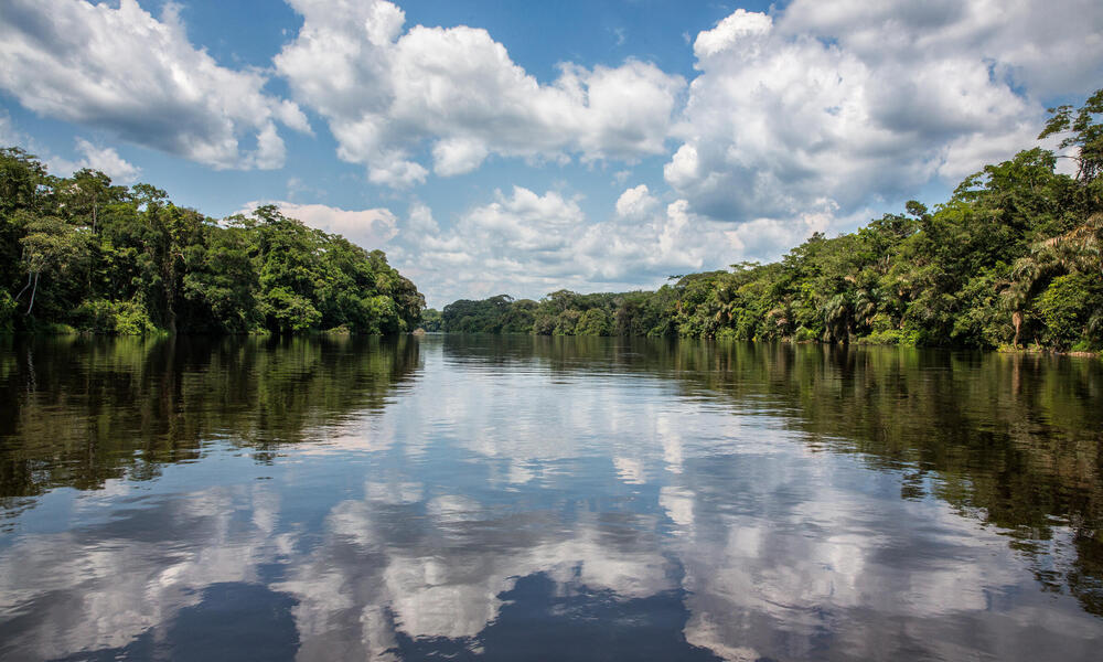 east_facts's tweet photo. FACT: The Congo rainforest is the only place on earth where all three subspecies of gorillas can be found. https://t.co/r65QG1rAuF