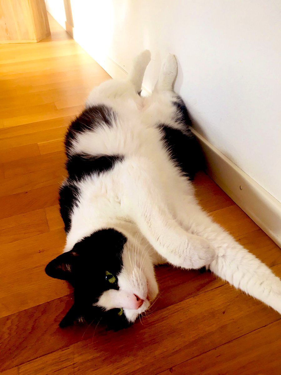 BaxterLeChat's tweet photo. Got a fright this morning, found my fat brother on his back on the floor, paws in the air, eyes half-closed. Poor old chap, a #heartattack, surely, I thought. Then I heard him snore - what a relief! #survival https://t.co/HiC2FZs2Wt