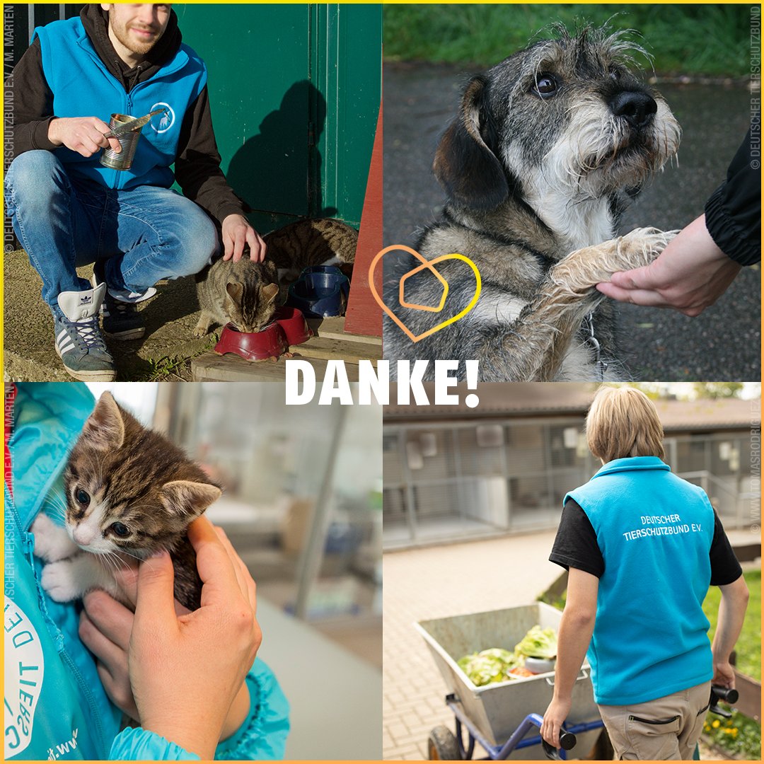 tierschutz_bund's tweet photo. Am heutigen #TagDesEhrenamtes sagen wir von ❤️ DANKE an alle Tierfreunde, die sich in Tierheimen, Tierschutzvereinen, Jugendtierschutzgruppen und im Alltag für Tiere einsetzen. Euer Engagement ist unersetzlich! Viele #Tierheime kämpfen um ihre Existenz 👉 https://t.co/rmcYmShNZS https://t.co/os8NE406uB