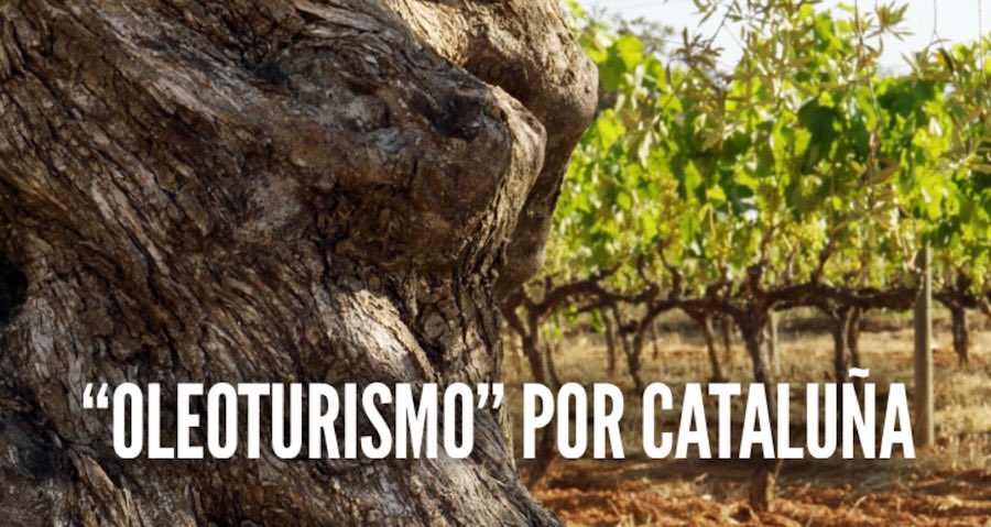gastroplanet_'s tweet photo. Practicar el oleoturismo en Cataluña asegura mucho más que ocio y diversión. Aprender a probar el aceite, conocer sus variedades, dónde crecen y qué las diferencia…
En GastroPlanet te ofrecemos 3 propuestas de “Oleoturismo” por Cataluña: @catexperience 
https://t.co/0VRL1KZWJO https://t.co/TPx4dMVzvF