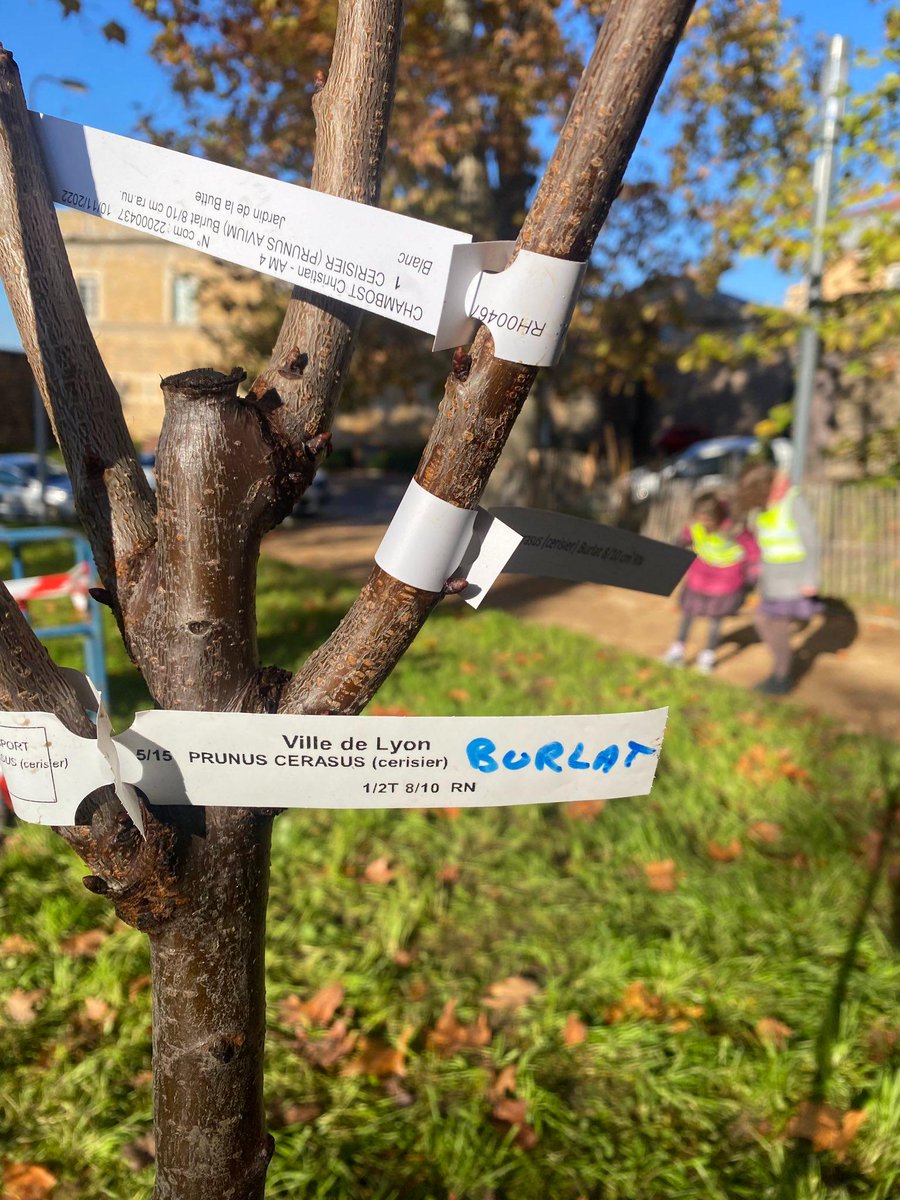 ChapuisGautier's tweet photo. Début des plantations annuelles des vergers municipaux à #Lyon !

Un verger planté par an et par arrondissement, avec ici celui du 1er au Jardin de la butte 🍎

Des espèces locales, plantées avec les enfants. 

#Vergers https://t.co/vVbKhoAfB2