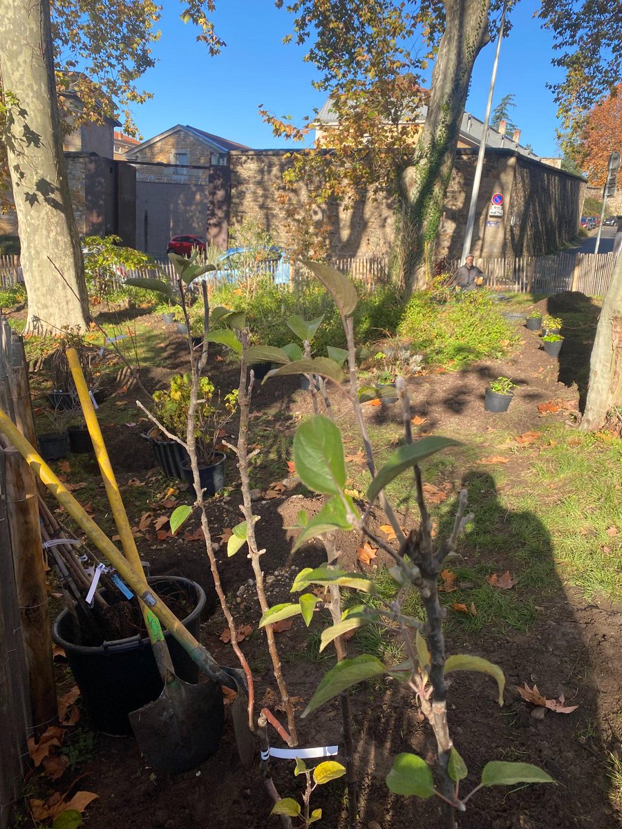 ChapuisGautier's tweet photo. Début des plantations annuelles des vergers municipaux à #Lyon !

Un verger planté par an et par arrondissement, avec ici celui du 1er au Jardin de la butte 🍎

Des espèces locales, plantées avec les enfants. 

#Vergers https://t.co/vVbKhoAfB2