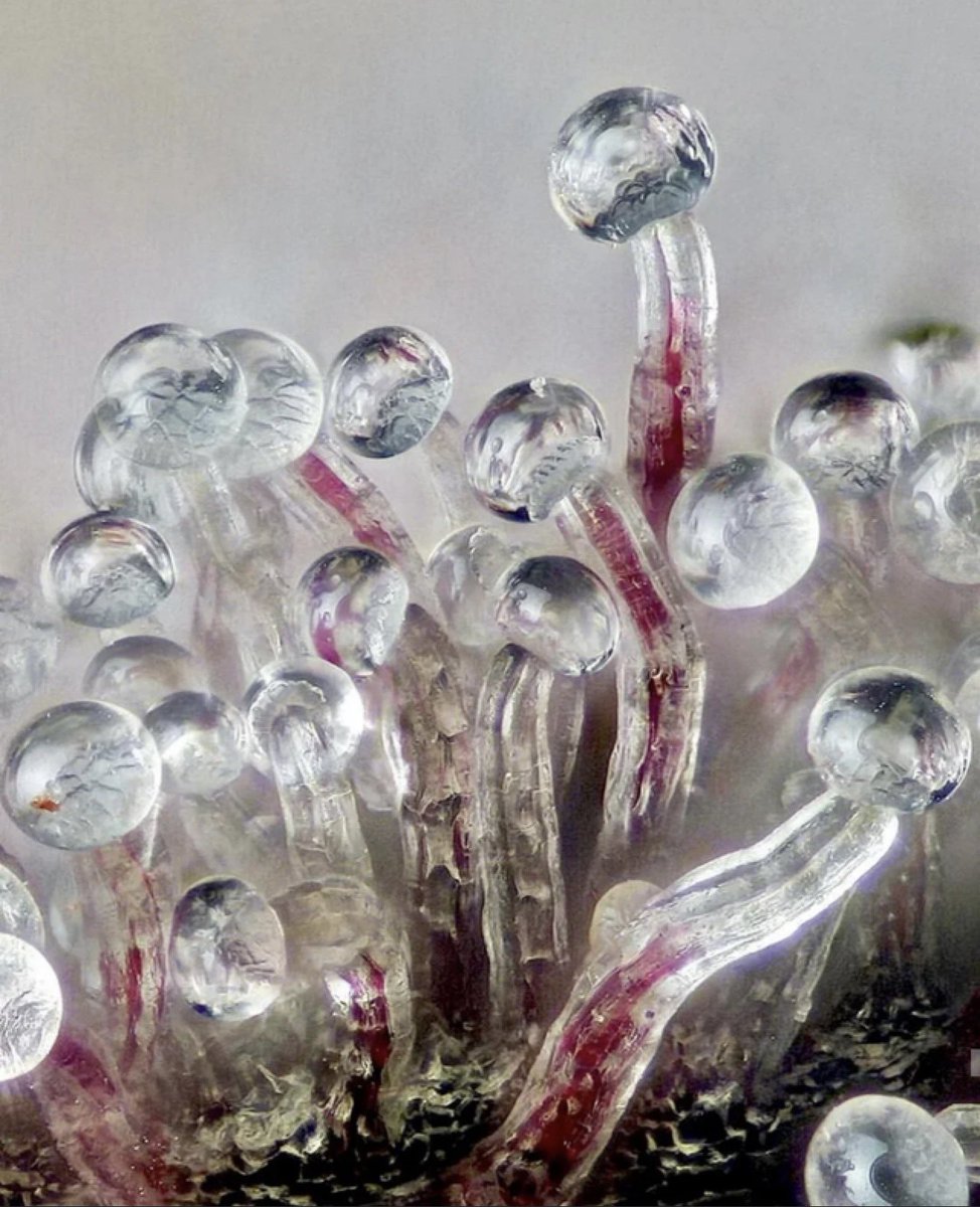 😮😮😮🔝

Cannabis Trichomes