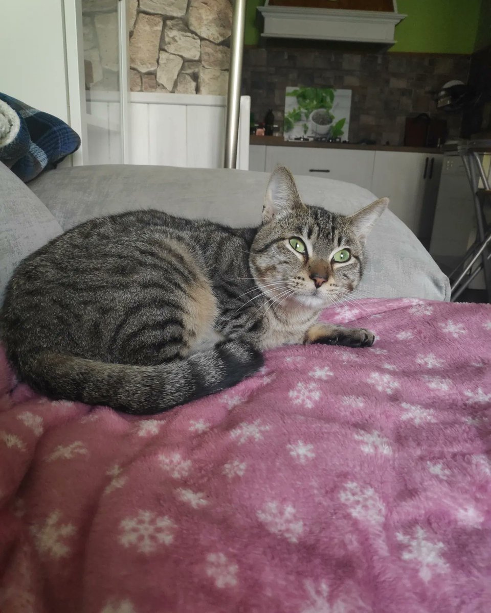 Tansy6's tweet photo. Se llama Orión se perdió anoche 4/12/22 en zona Llopis, es un macho joven sin capar, tiene los ojos verdes azulados, lleva un collar rojo, es muy manso todavía no tiene chip, lo tenemos hace menos de un mes. Si alguien lo ve por favor póngase en contacto gracias https://t.co/lGxOfbGRLj