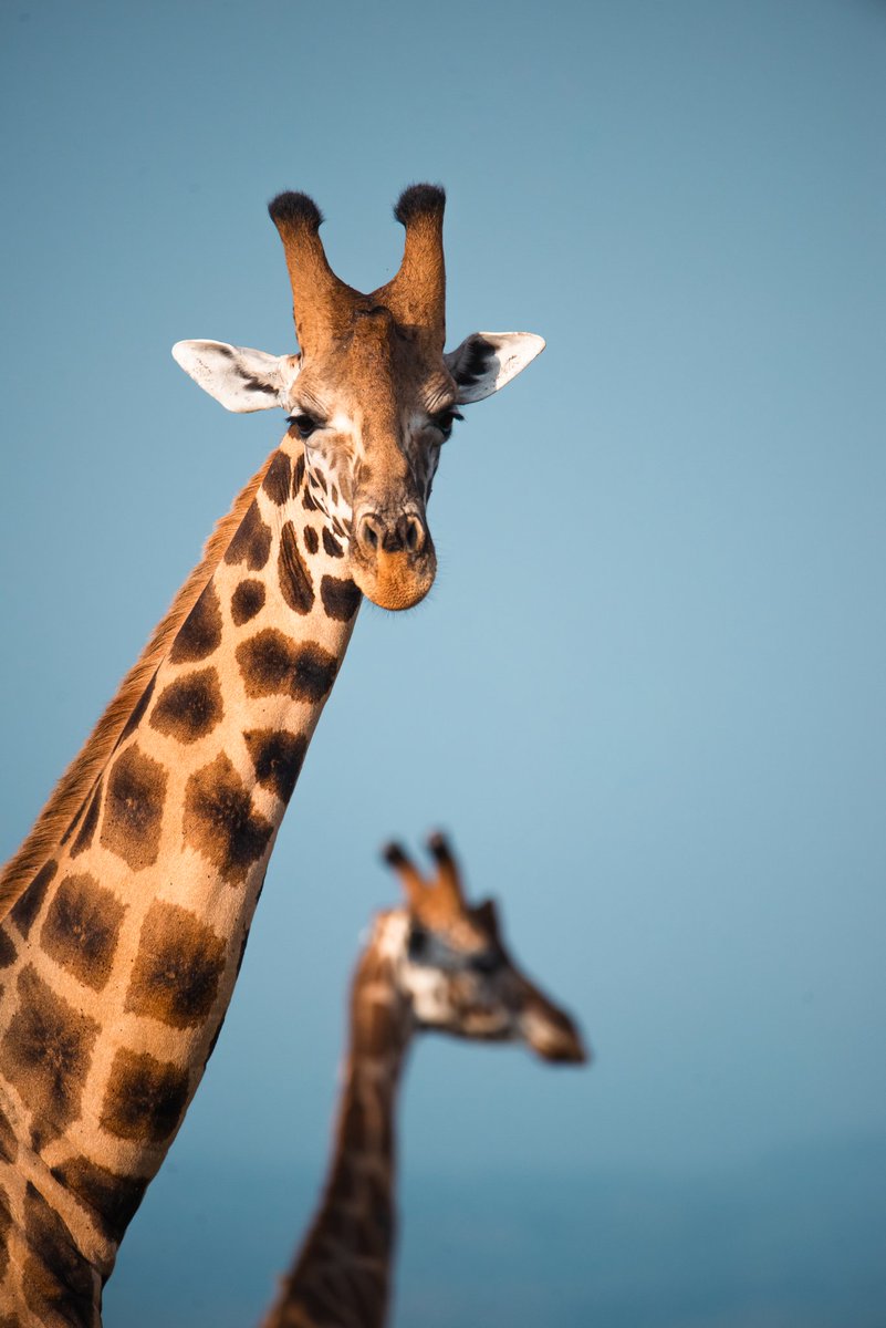 Did you know a giraffe can clean it's ears with its 21-inch tongue? 😏
Share the facts you know of your wildlife.

📸 @Ssenyonyiderick
.
.
.
.
.
#wildlife #fact #didyouknow #giraffe #wildlifeonearth #photooftheday #ExploreUganda #discover #pearlofafrica #uniquelyours