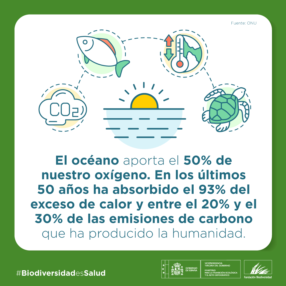 El océano 🌊 constituye:

🌍 La mayor biosfera del mundo
💨 Un gran sumidero de carbono
🐟 La más importante fuente de proteínas del mundo

Proteger nuestros océanos 🌊 protegerá nuestra salud 💙

#BiodiversidadEsSalud