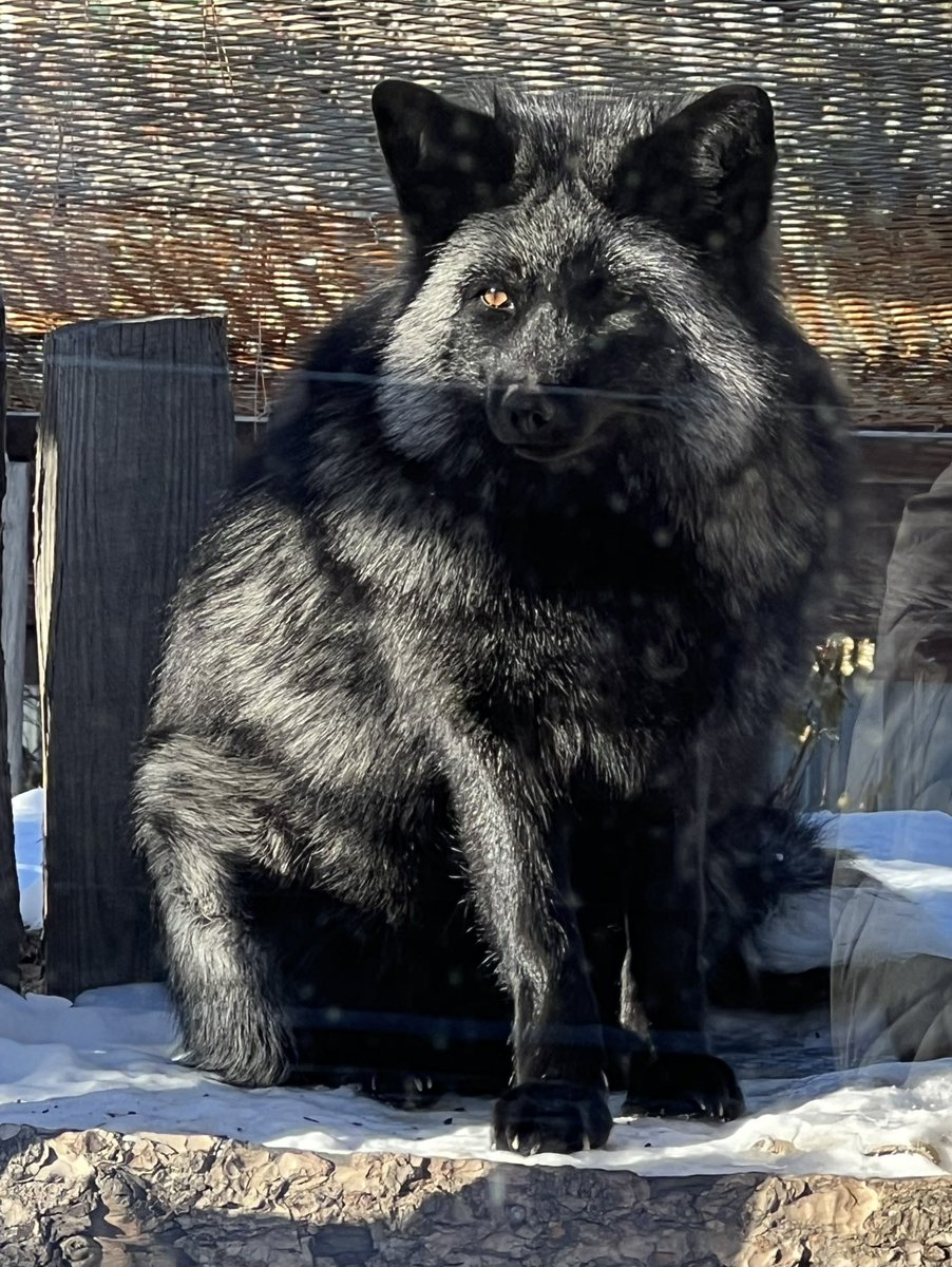 talkingterrier's tweet photo. Delightful Dahlia shows off her winter coat @YWSanctuary - #fox #wildlifeonearth #montanawildlife #montanawild #wildlifephotography #foxesofinstagram #foxesofig #foxes https://t.co/wiiGodcAyI