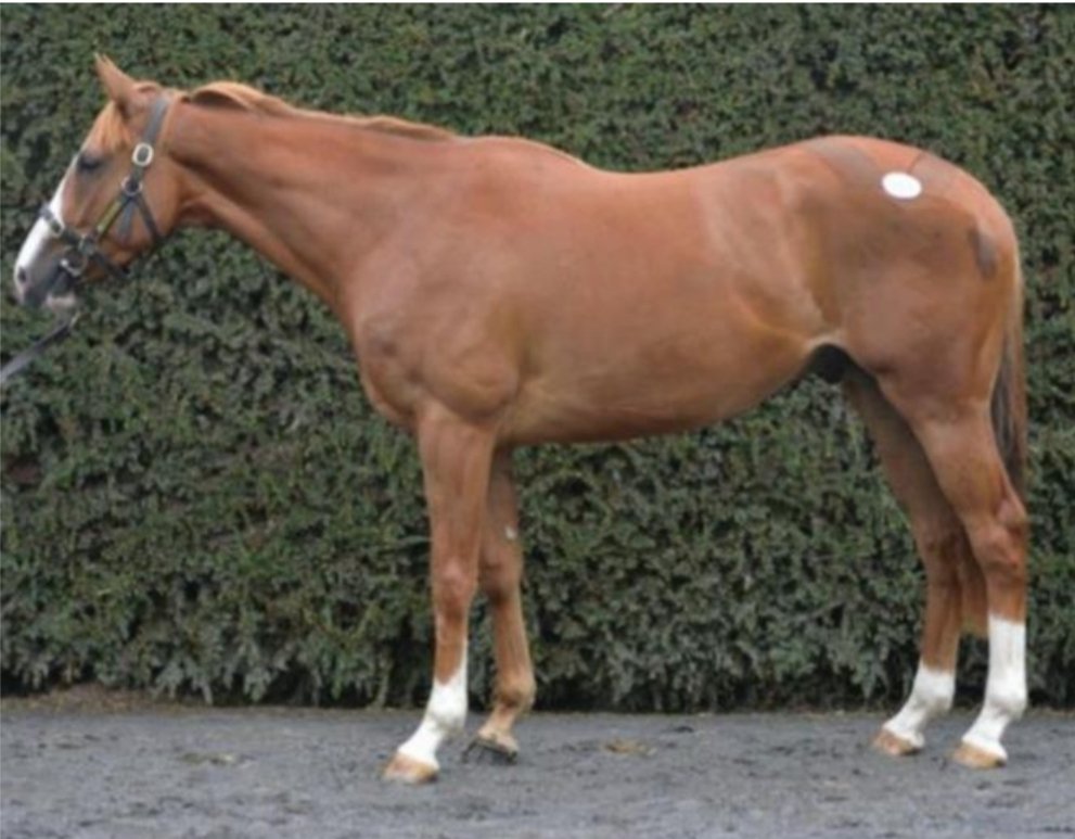 Miracle Racing (@miracleracing) on Twitter photo Fancy owning the next Clarens, Street Value or Colenso? <a href="/MiracleRacing/">Miracle Racing</a> are delighted to announce their latest horse for syndication, Coffee Bay. This beautiful 4yo son of Well Chosen, sourced from <a href="/JPFlavin1/">J P Flavin</a> is a very exciting addition to the team. Final few shares available. Fancy owning the next Clarens, Street Value or Colenso? <a href="/MiracleRacing/">Miracle Racing</a> are delighted to announce their latest horse for syndication, Coffee Bay. This beautiful 4yo son of Well Chosen, sourced from <a href="/JPFlavin1/">J P Flavin</a> is a very exciting addition to the team. Final few shares available.