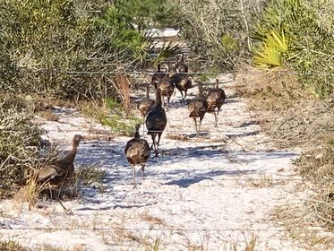 HighCoSheriff's tweet photo. Good Morning, Highlands County!

“A good plan today is better than a perfect plan tomorrow.” – George S. Patton

These turkeys were spotted by Pom Christian-Mastin

#GoodMorningHighlandsCounty #highlandscountyfl #whywelivehere https://t.co/9JT9FyyFY8