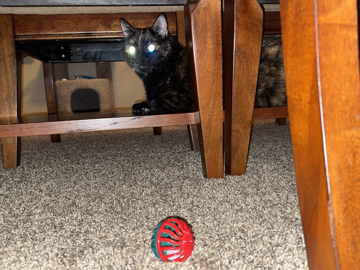 Day 5 Advent Calendar: another jingle ball. I made mom get down on the floor to take my picture. Gabby was on the table so I get the toy first!!
