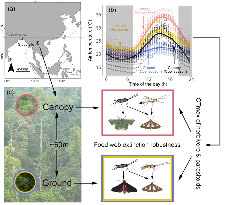 Our new paper 'Heat tolerance variation reveals vulnerability of tropical herbivore–parasitoid interactions to climate change' is out! Led by Cheng Wenda with @JDGaitanEspitia, Jaiber Solano-Iguaran, @barba365 and @Bartrees onlinelibrary.wiley.com/doi/10.1111/el…