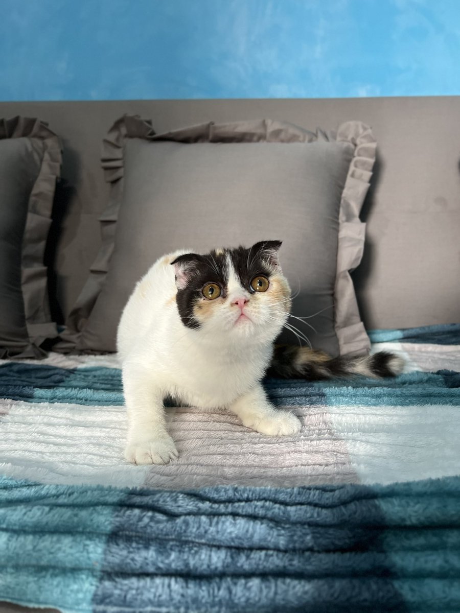 ivonnmega's tweet photo. lepas adopt scottish fold nonped 4 bulan lok tangerang (ciledug). sudah vaksin dan sangat manjaaaaaa🥰 cocok buat temen dikamar dan cocok untuk breeding https://t.co/gPY1sRQS4s