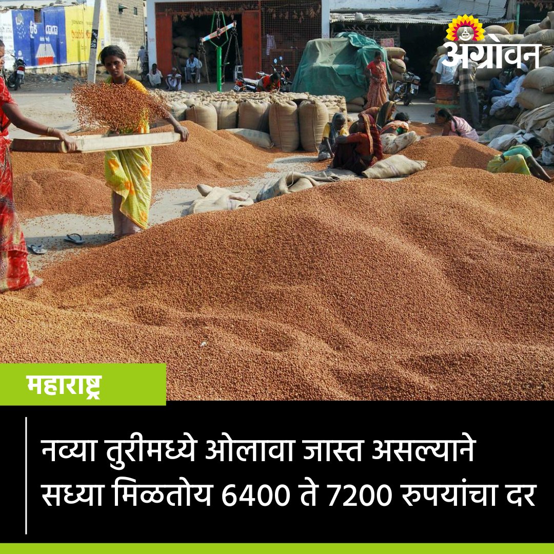 AGROWON's tweet photo. आफ्रिका आणि म्यानमारमधून तूर आयात वाढली आहे. तसेच देशातील बाजारांत नवे पीक दाखल होण्यास सुरुवात झाली. त्यामुळे तुरीचे दर नरमल्याचं सांगितलं जातंय.

#Agrowon #TurRate #TurPrice #TurProcurement #TurMarket #APMC #MarketRate #AgricultureMarket #TurImport #TurFarming #Pigeonpea https://t.co/6tcFF7IU6x