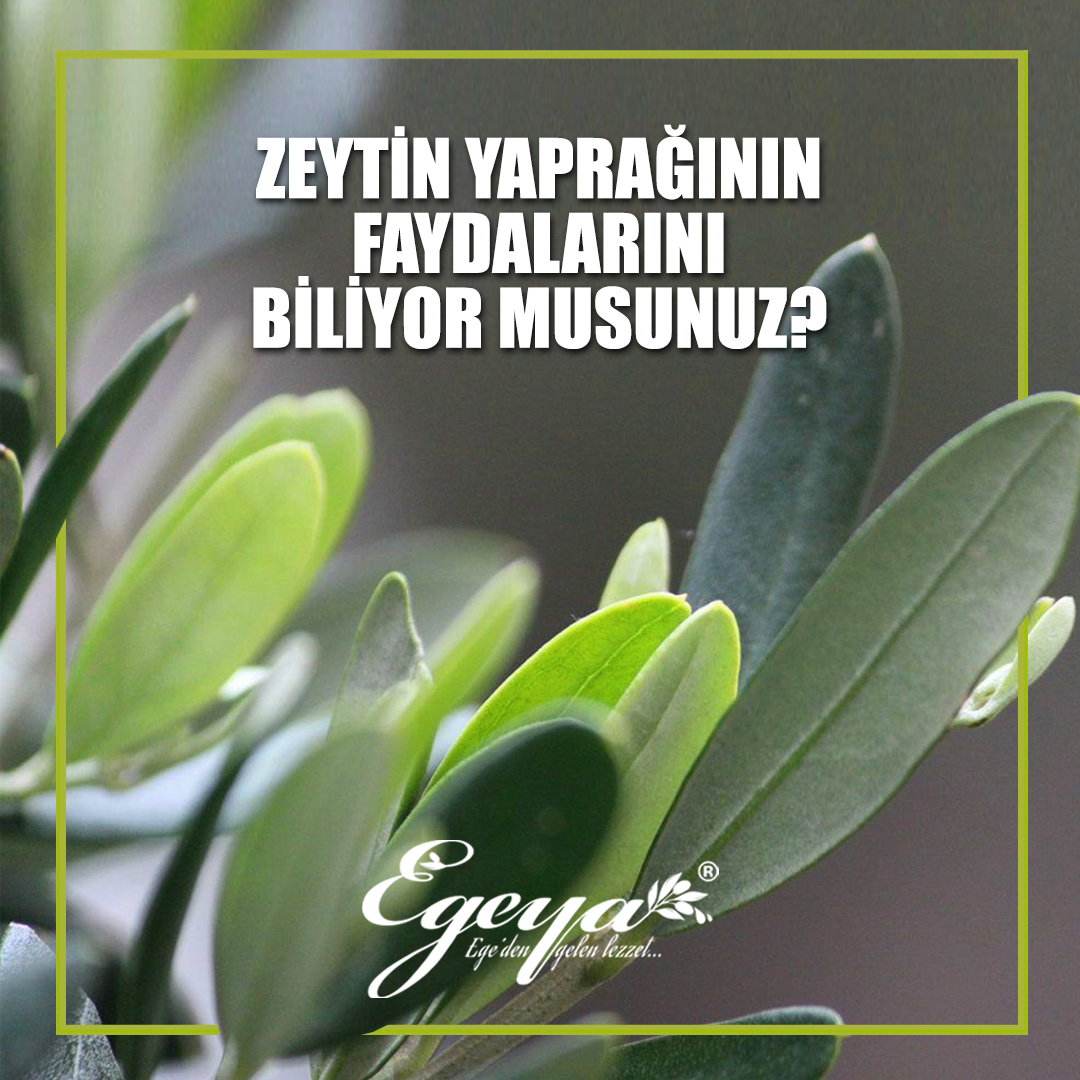 egeya_'s tweet photo. Zeytinin ve zeytin ağacının her bir kısmı ayrı bir mucize. Bu mucizelerden biri de yaprağı. Güçlü bir antioksidan kaynağı olan zeytin yaprağını demleyip içtiğinizde vücudunuzun yenilenmesine yardımcı olur.
#zeytinyaprağı #zeytin #sağlık #doğal #organik #zeytinyagi #egeya https://t.co/vvZbbrZIkI